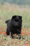 SCHIPPERKE 229